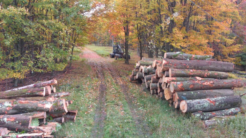 Springfield Hardwood Forestry & Timber Services